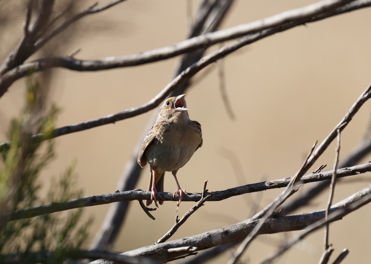Grasshopper Sparrow - ML59112961