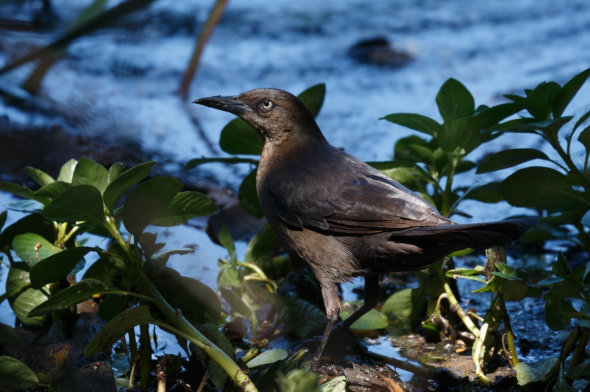 Great-tailed Grackle - Simon Best