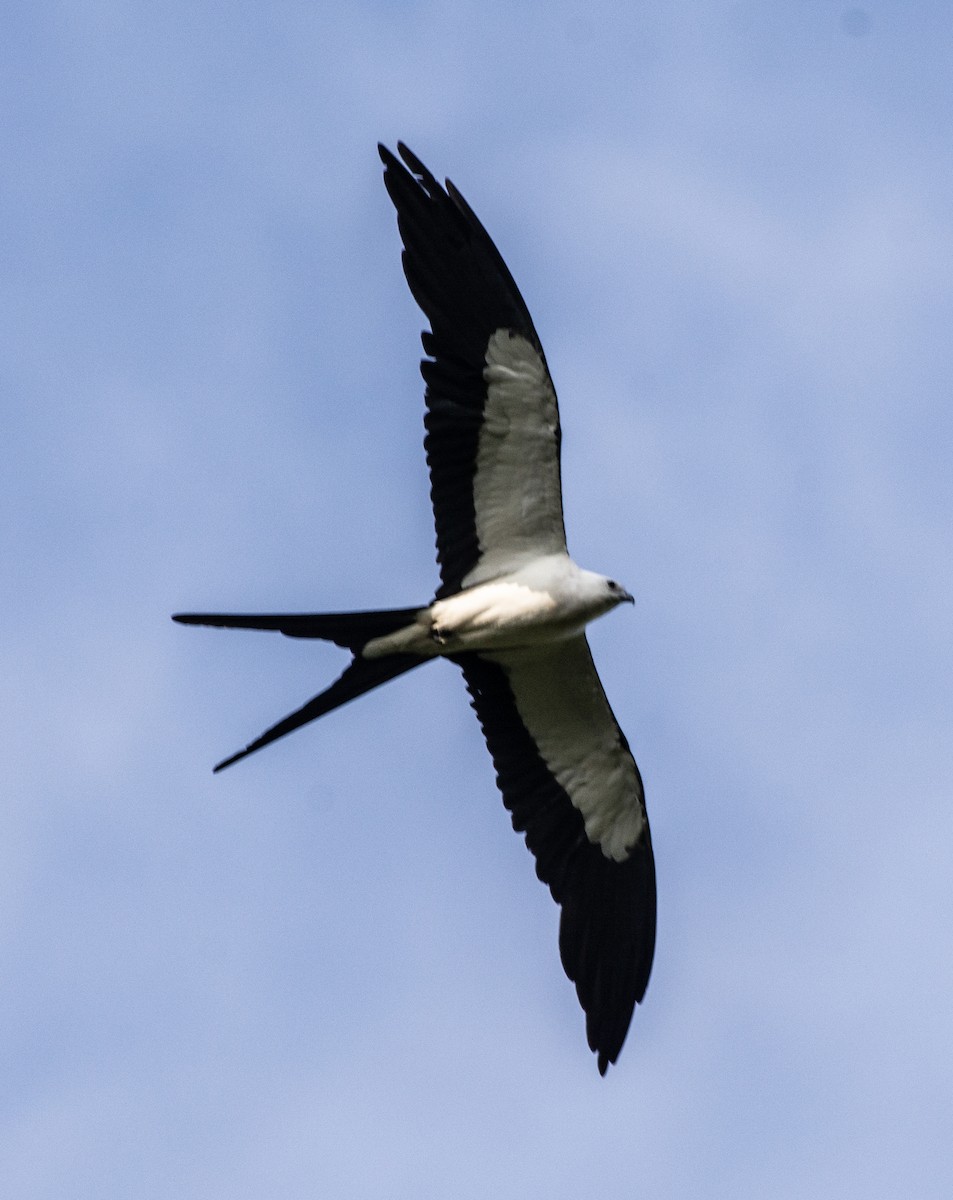 Swallow-tailed Kite - ML591137821