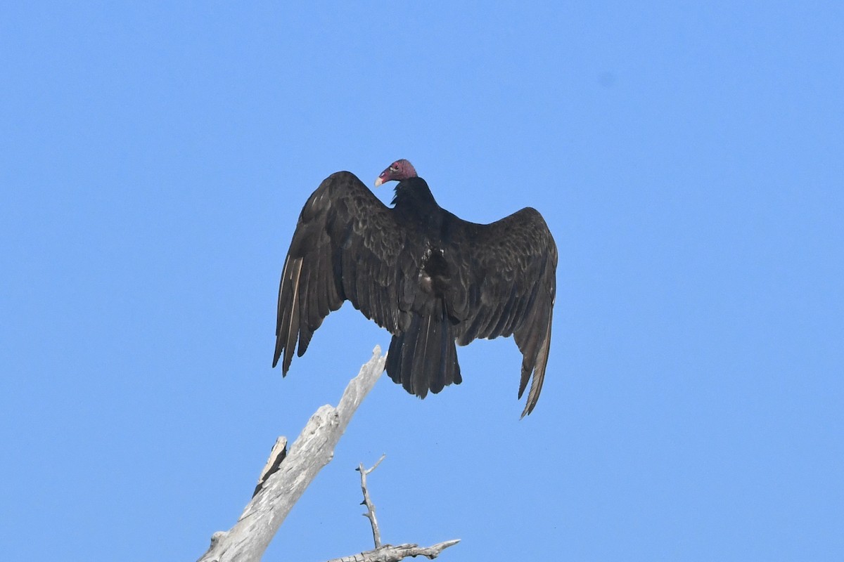 Turkey Vulture - ML591141601
