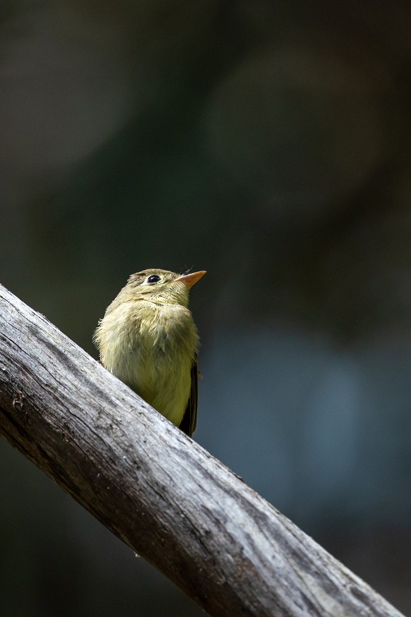 Western Flycatcher (Pacific-slope) - Chris Kennelly