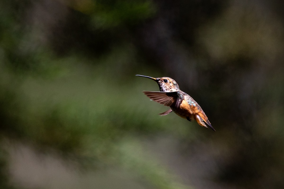 Allen's Hummingbird - Chris Kennelly