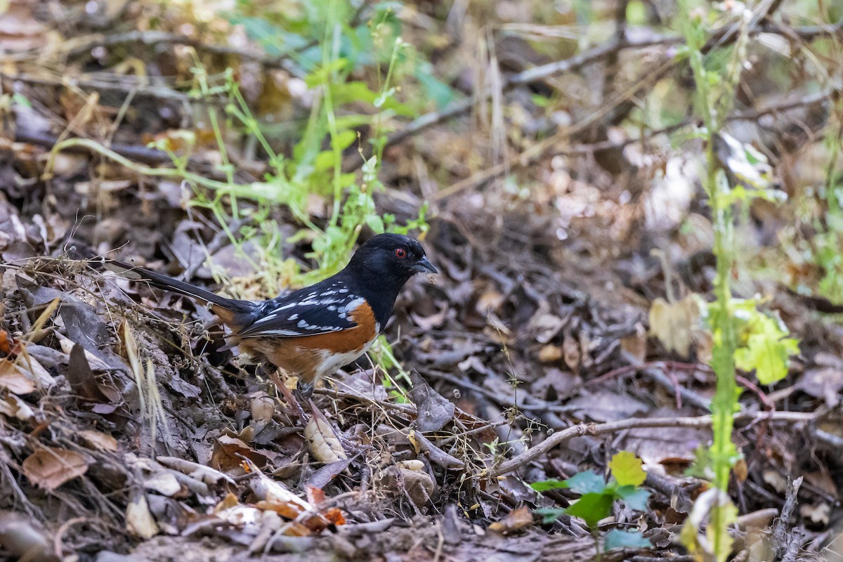 Spotted Towhee - ML591145491