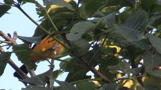 Spot-breasted Oriole - ML591145961
