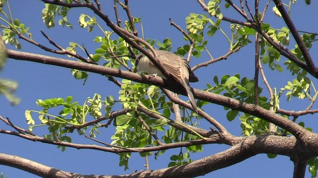 Mangrove Cuckoo - ML591147881