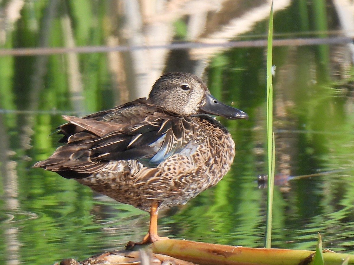 Blue-winged Teal - ML591153741