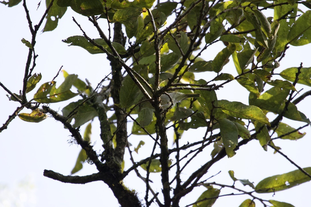 Uganda Woodland-Warbler - ML591157231