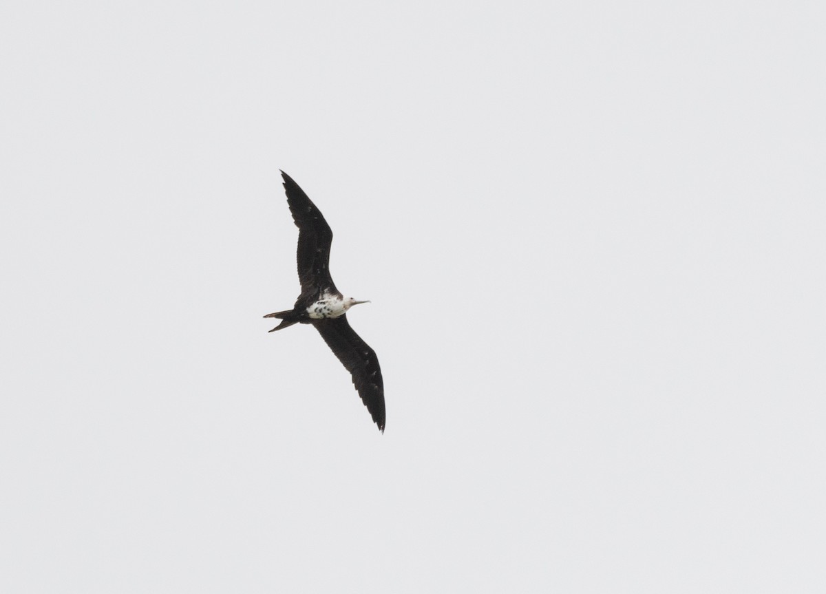 Great Frigatebird - ML591158011
