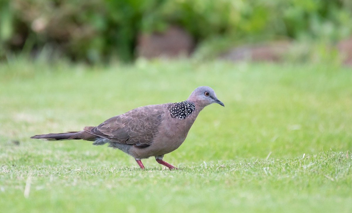 Spotted Dove - ML591158251