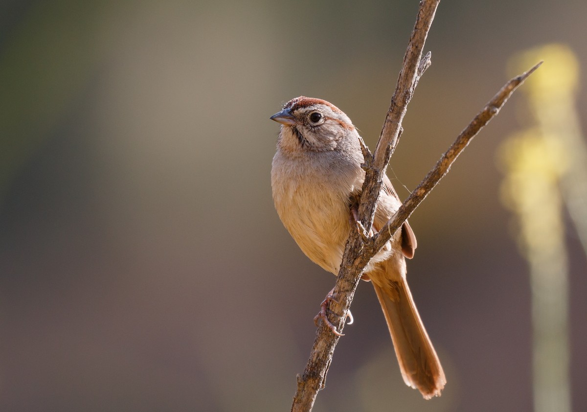 Rufous-crowned Sparrow - ML59115961