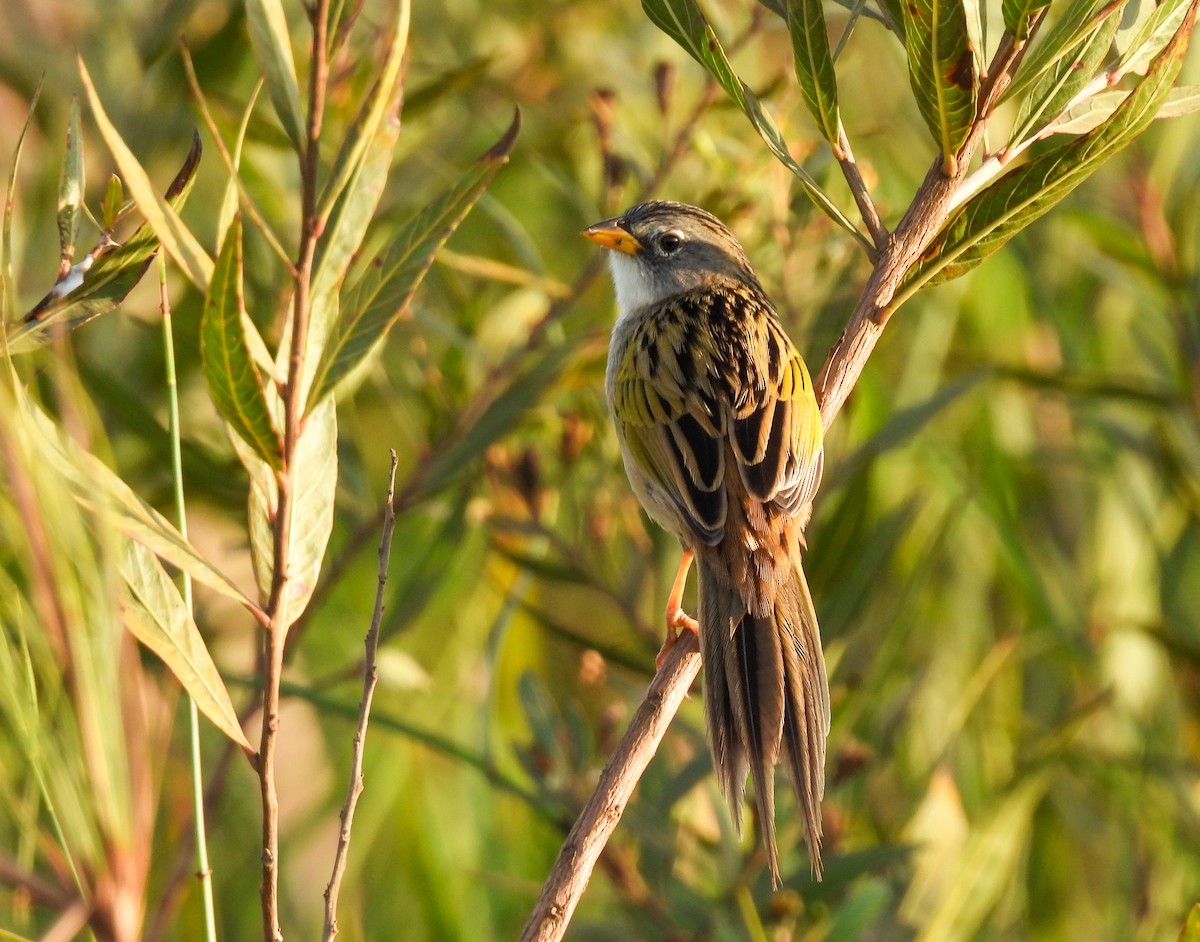 Lesser Grass-Finch - Selene Davey