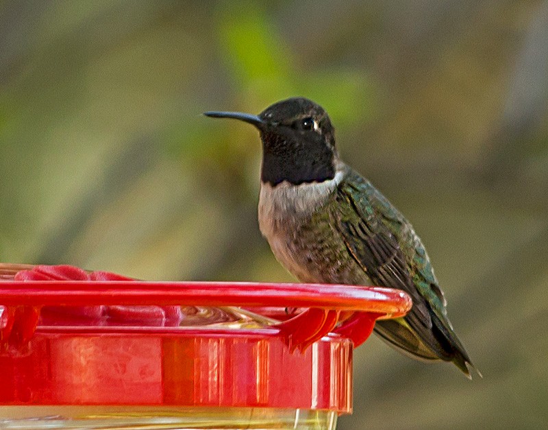 Black-chinned Hummingbird - Frances Churchill