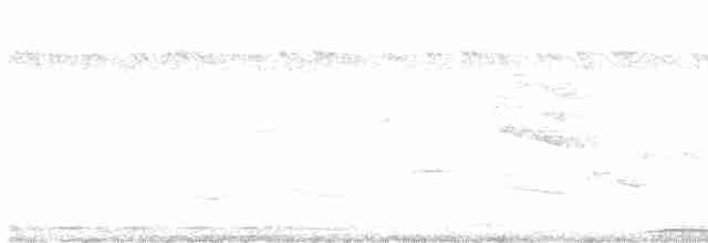 holub černobradý - ML591161311