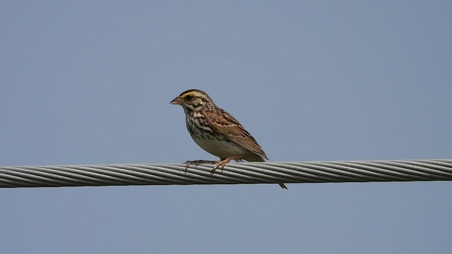 Savannah Sparrow - ML591164751