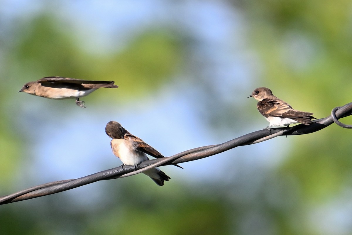 Northern Rough-winged Swallow - ML591164881