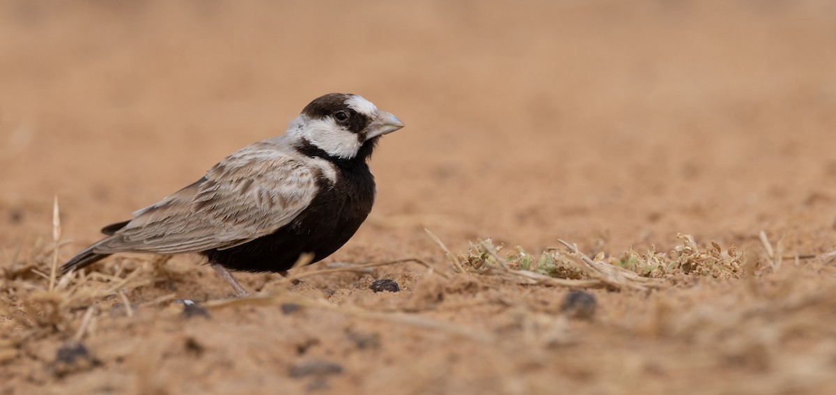 Black-crowned Sparrow-Lark - Luke Seitz