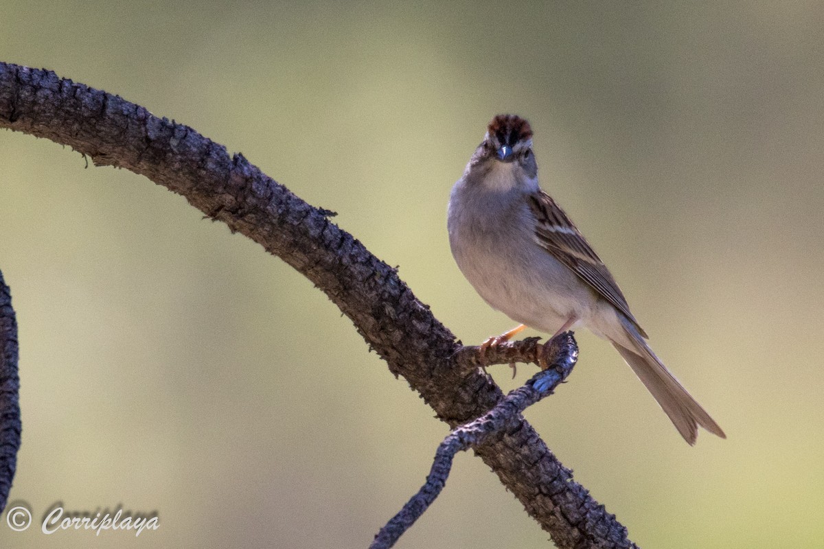 Chipping Sparrow - ML591166731