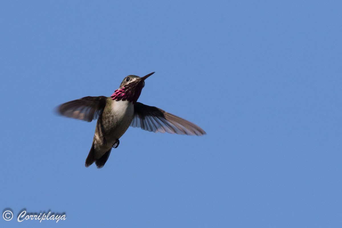 Calliope Hummingbird - ML591168401