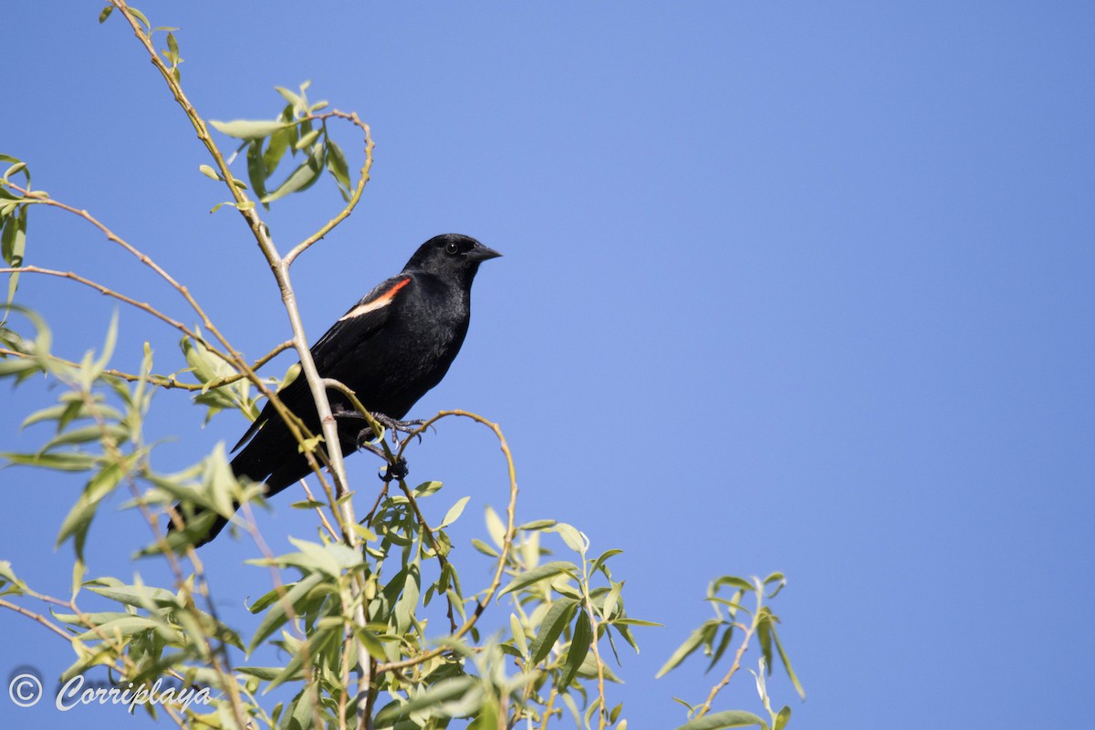 Red-winged Blackbird - ML591168681