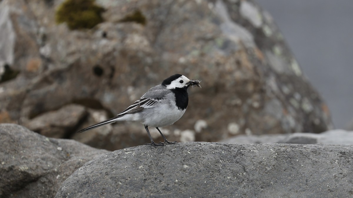 White Wagtail (White-faced) - ML591175821