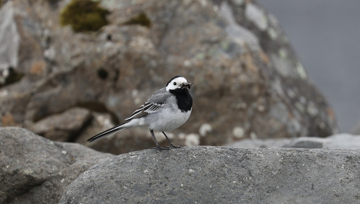 White Wagtail (White-faced) - ML591175871