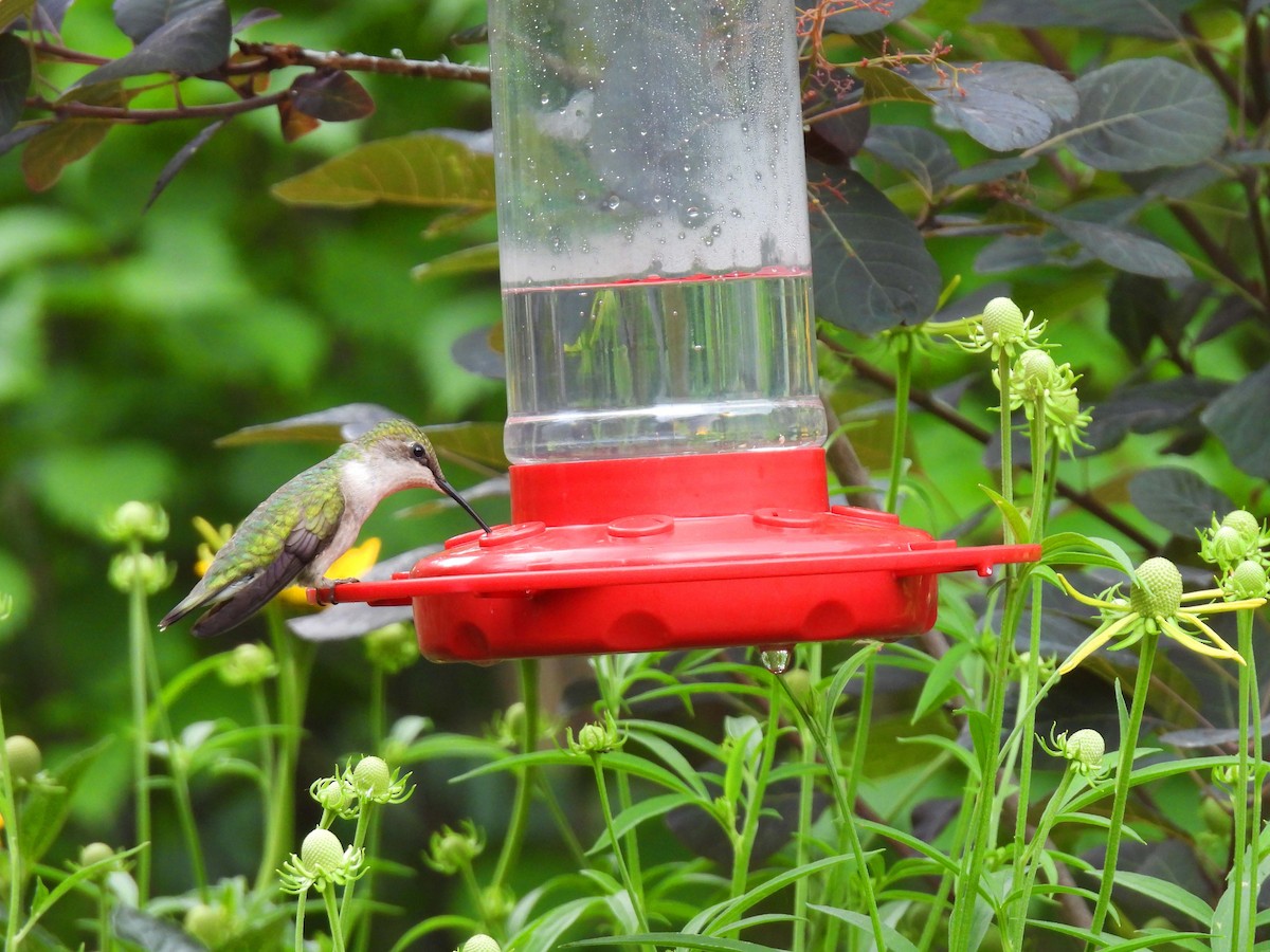 Ruby-throated Hummingbird - ML591176061