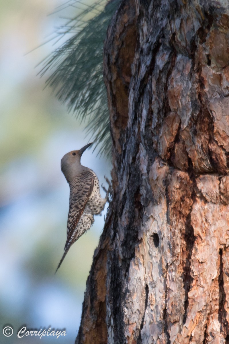 Northern Flicker (Red-shafted) - ML591177921
