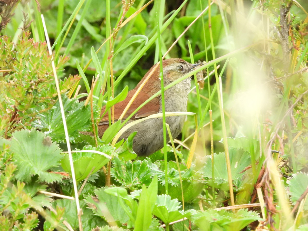 White-browed Spinetail - ML591178711