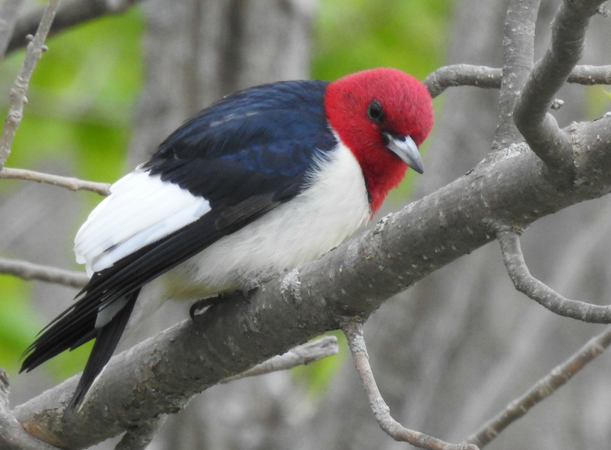 Red-headed Woodpecker - Joanne Muis Redwood