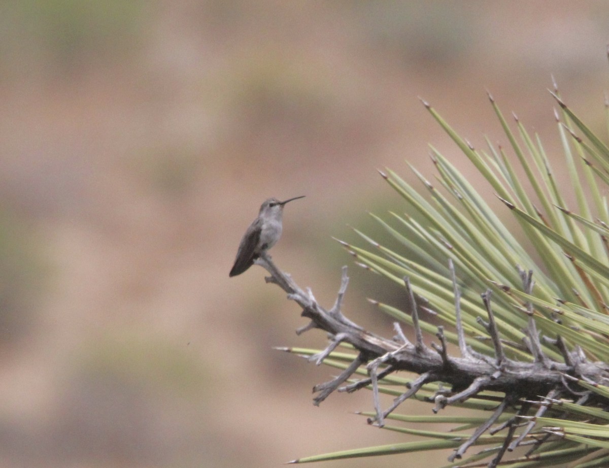 Costa's Hummingbird - ML591183991