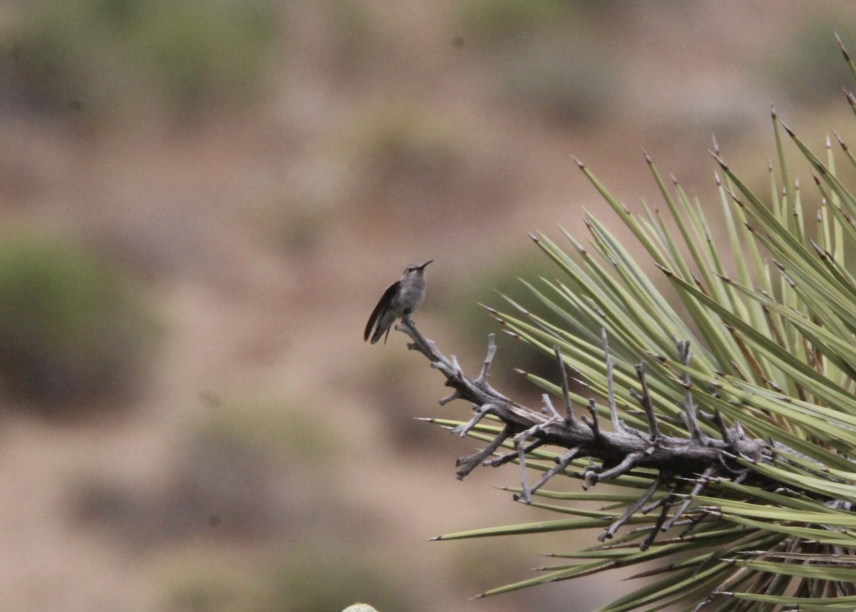 Costa's Hummingbird - ML591184041