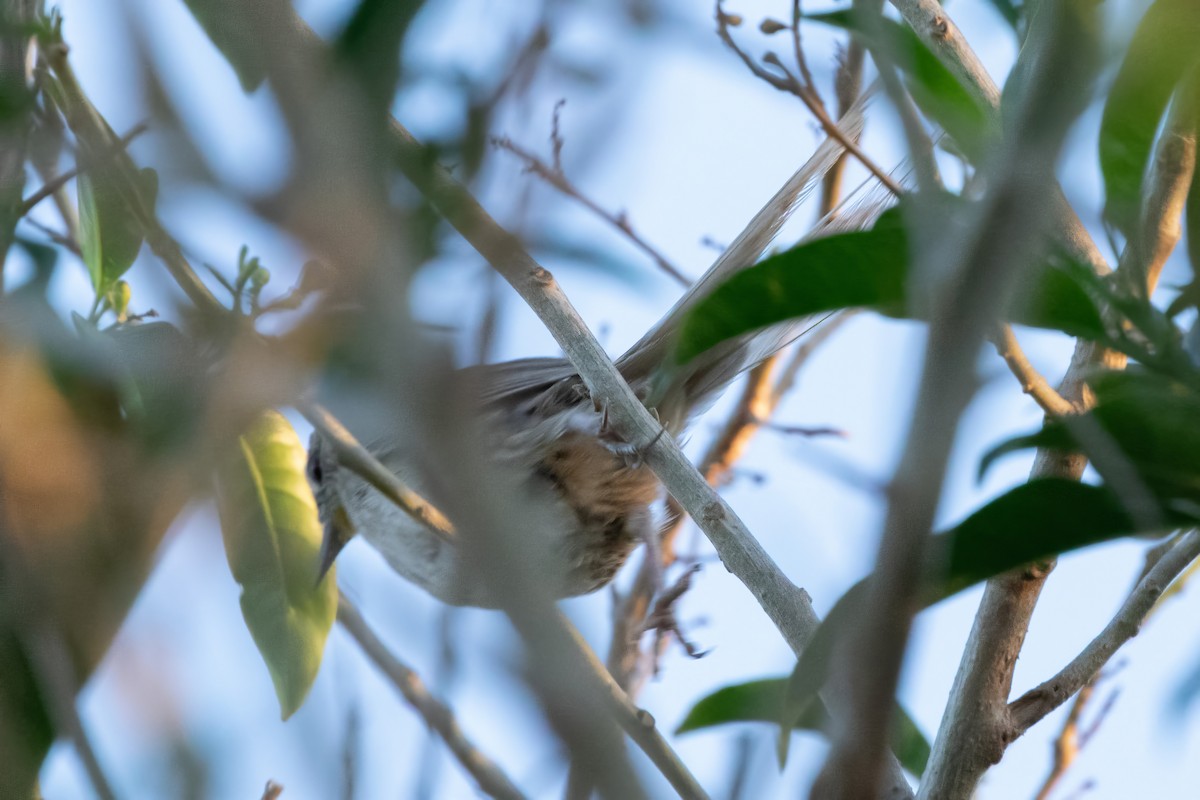 Chotoy Spinetail - ML591184991