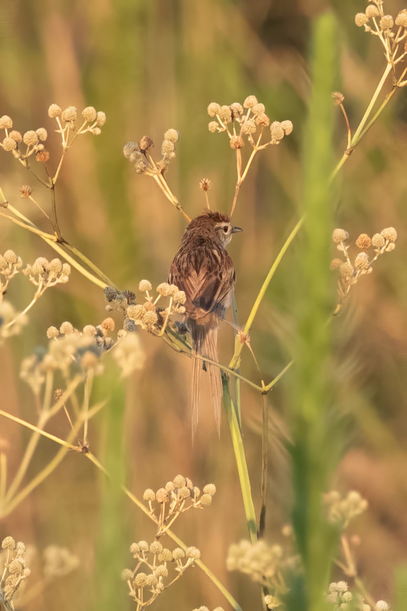 Chotoy Spinetail - ML591185031