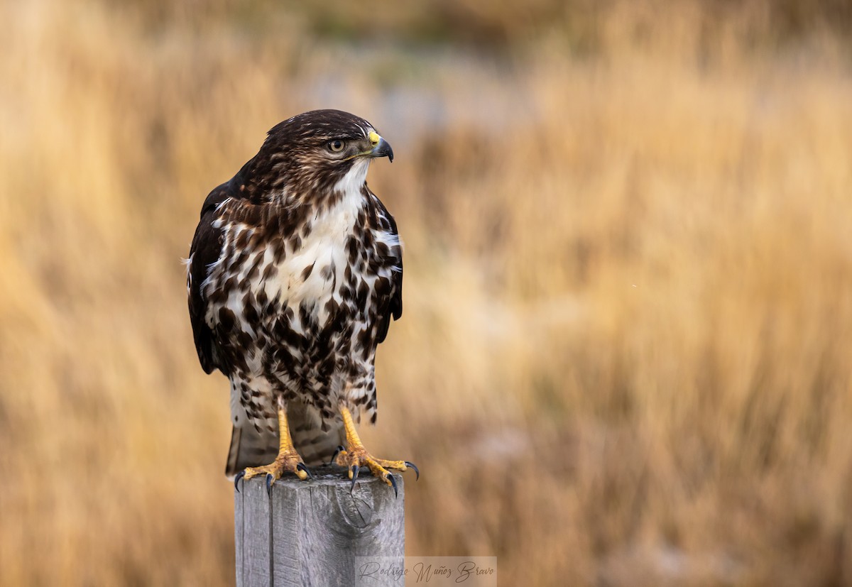 Rufous-tailed Hawk - ML591190821