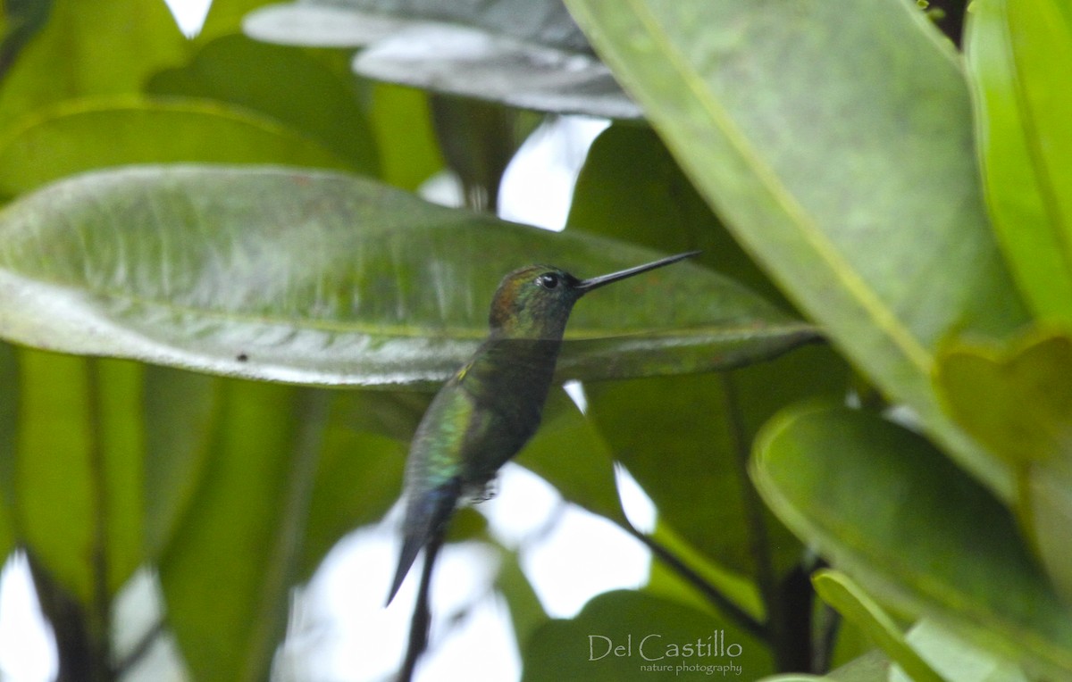 kolibřík modročelý - ML59119111