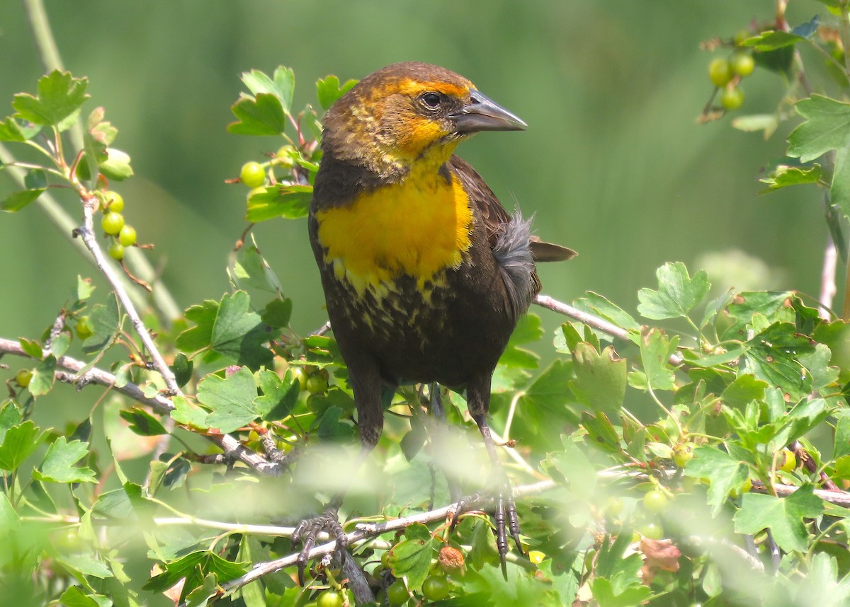 Yellow-headed Blackbird - ML591192931