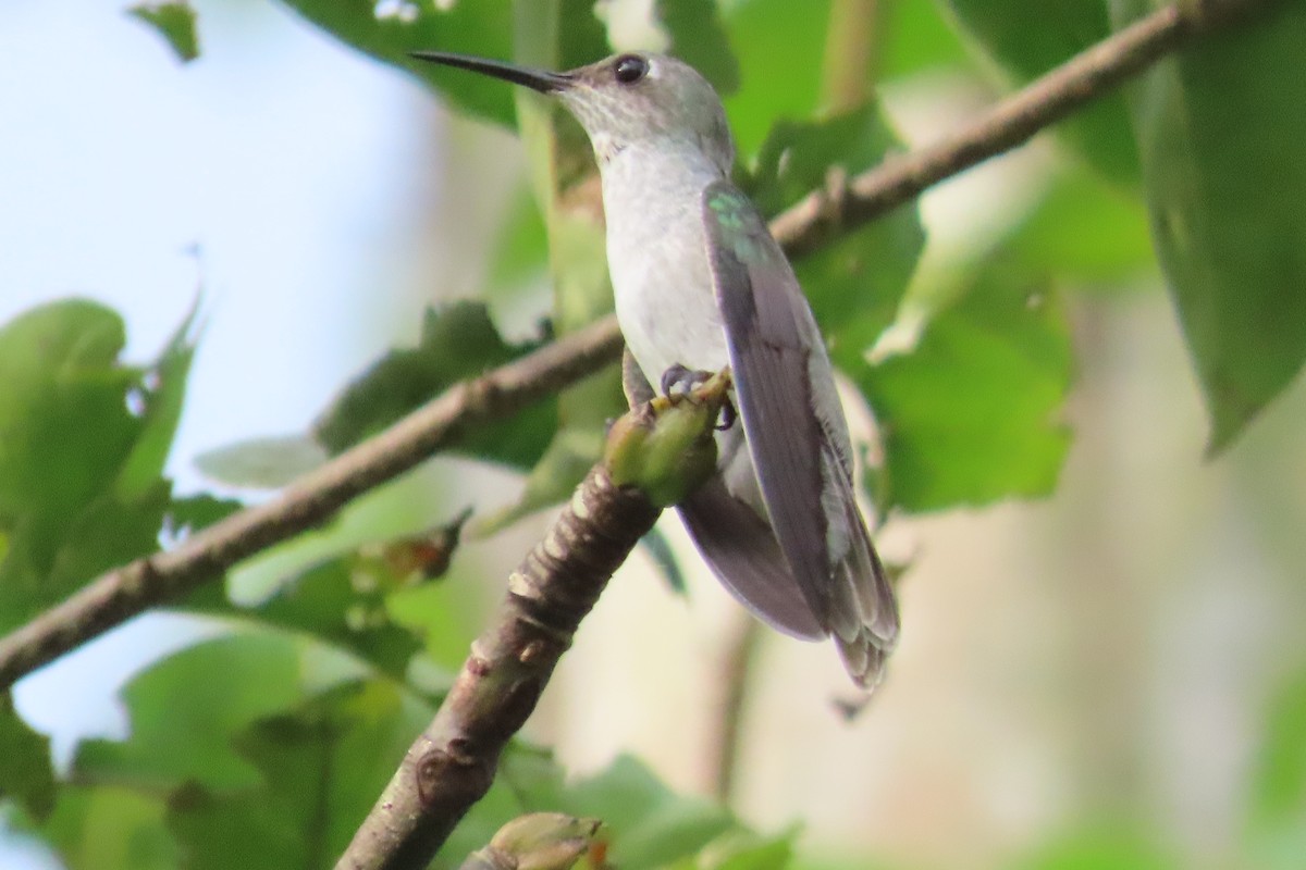 Olive-spotted Hummingbird - ML591192981