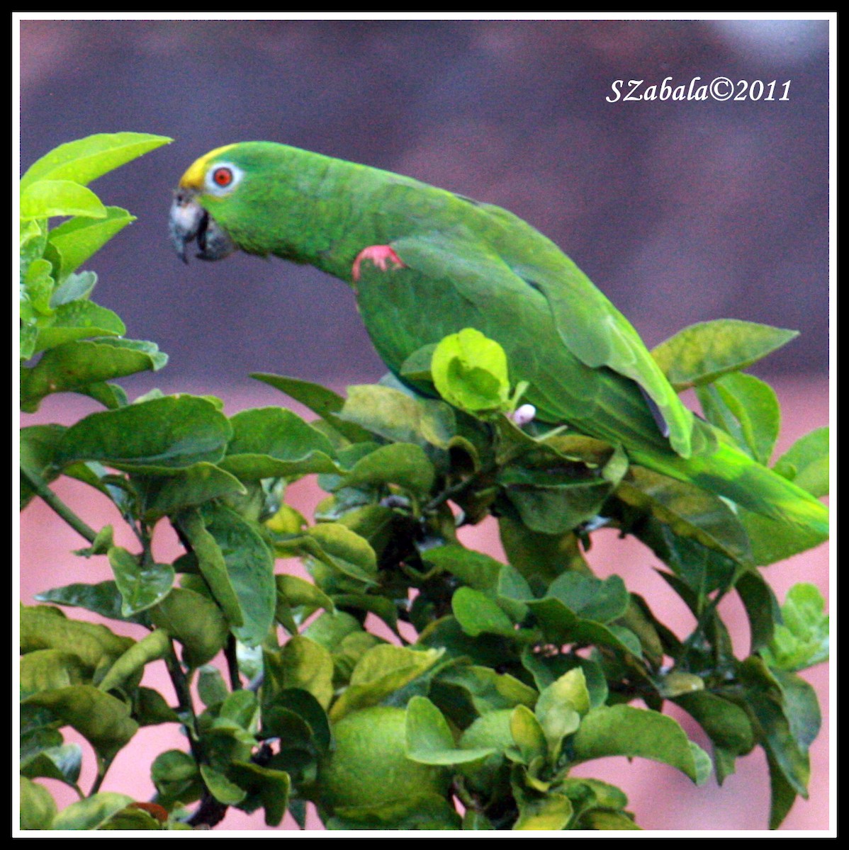 Yellow-crowned Parrot - Sandra Zabala
