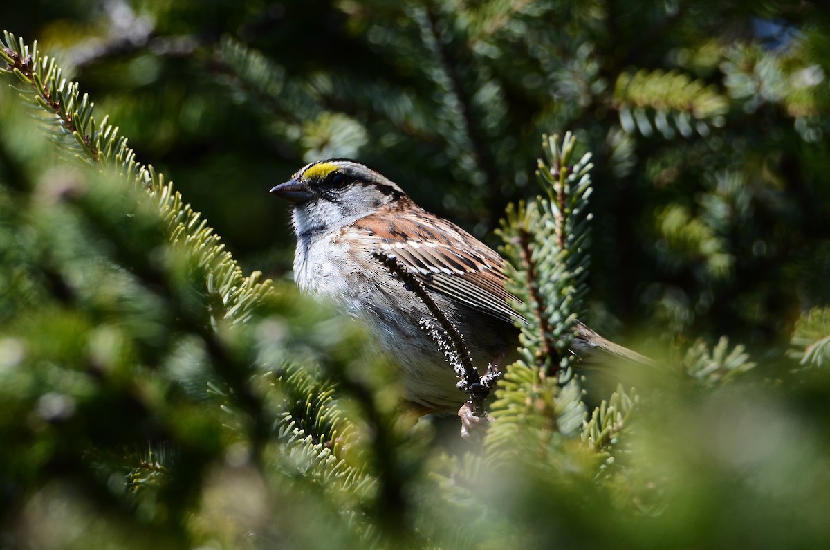 White-throated Sparrow - ML591198951
