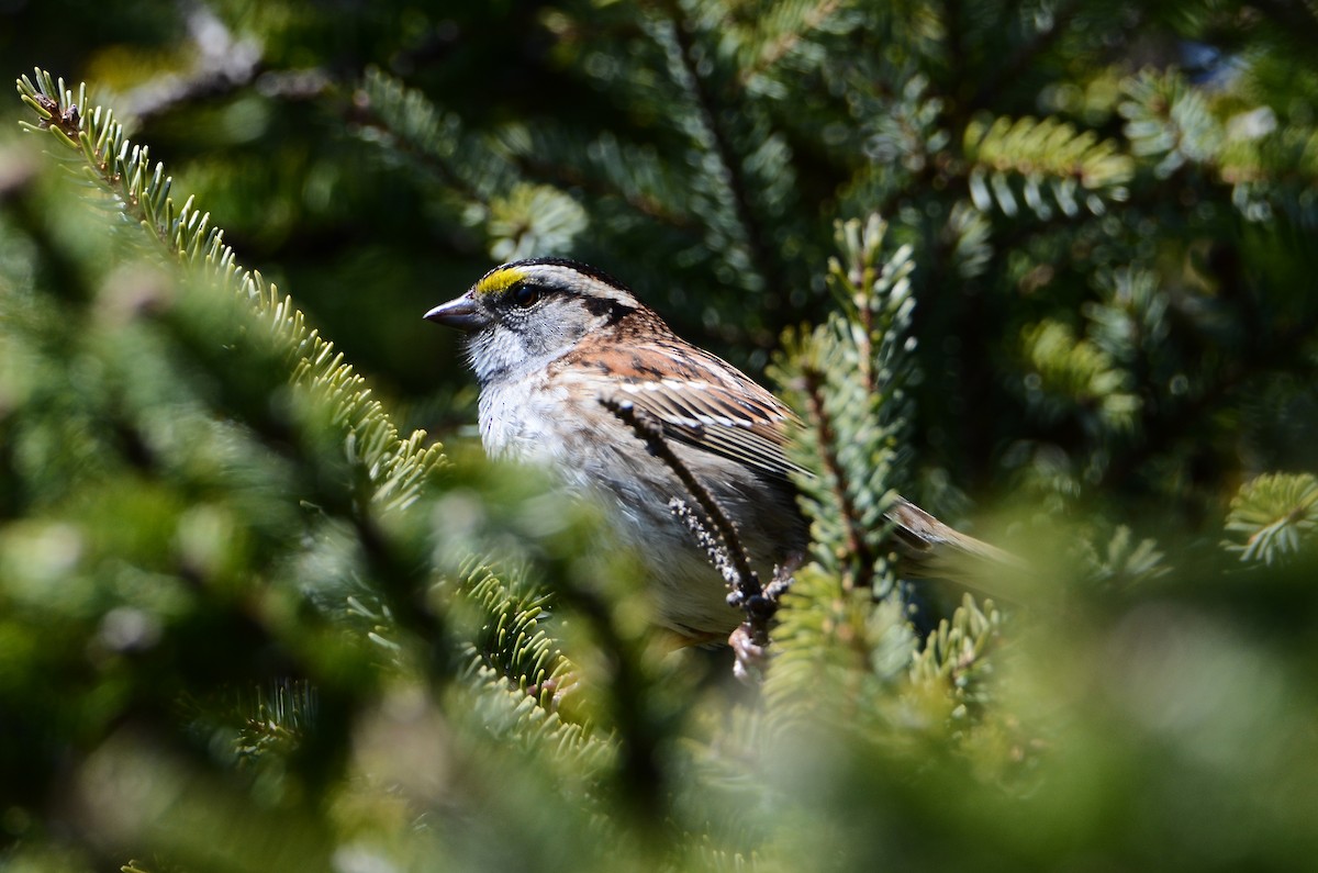 White-throated Sparrow - ML591198961