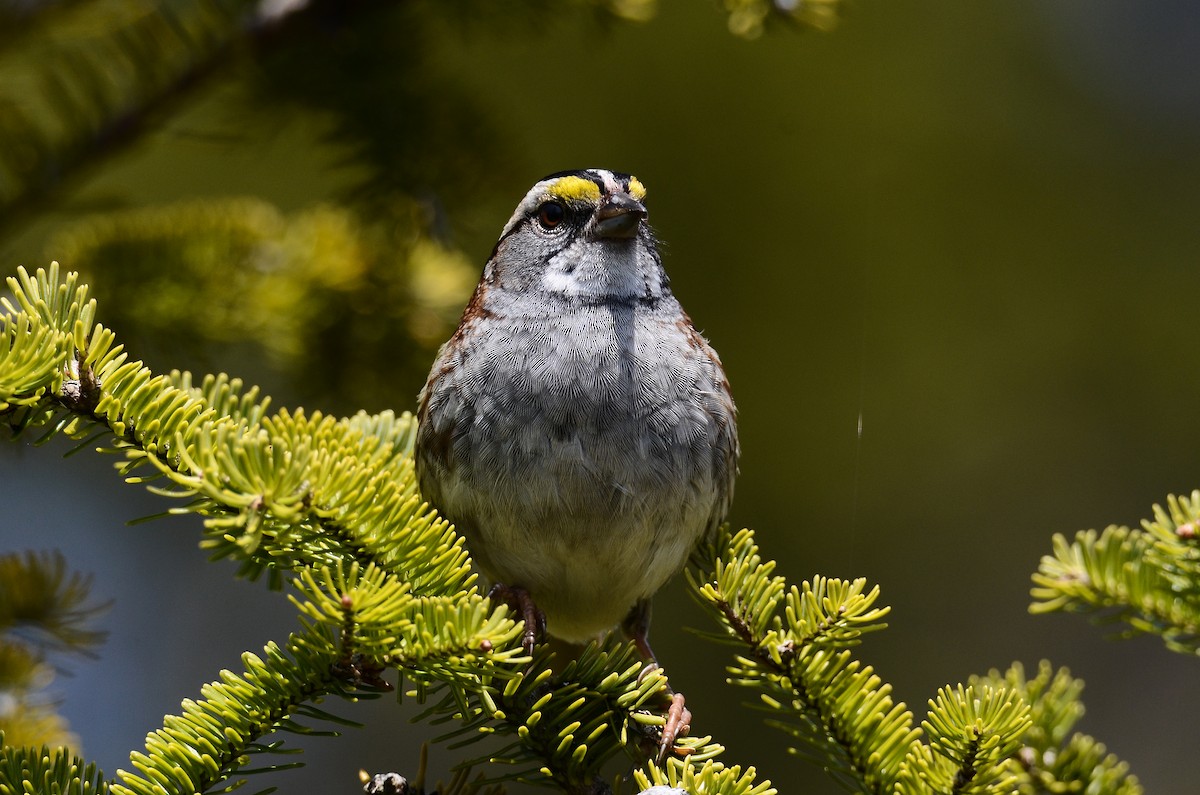 White-throated Sparrow - ML591198981
