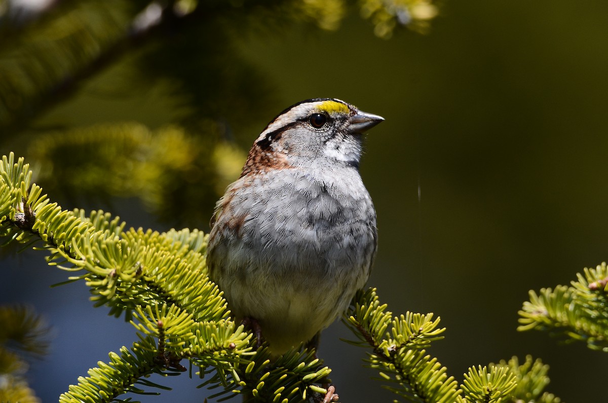 White-throated Sparrow - ML591198991