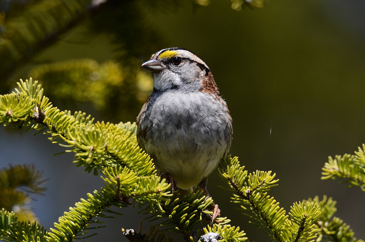 White-throated Sparrow - ML591199001