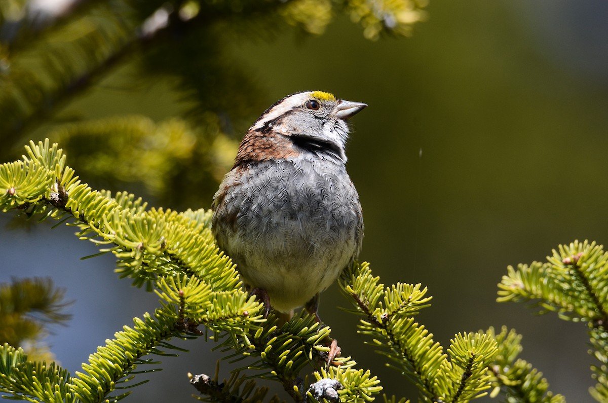 White-throated Sparrow - Roman Yaremchuk