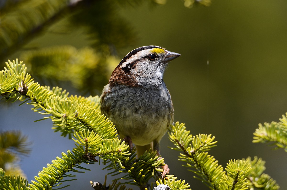 White-throated Sparrow - ML591199021