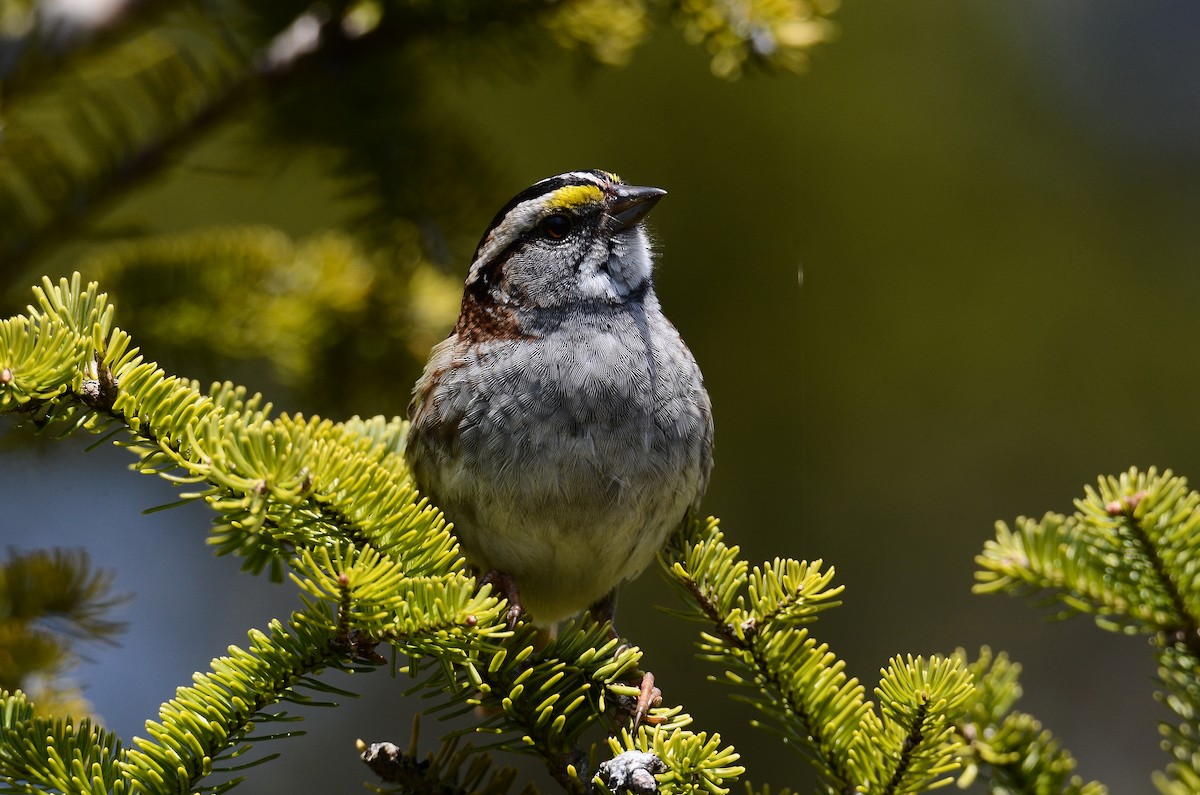 White-throated Sparrow - ML591199031