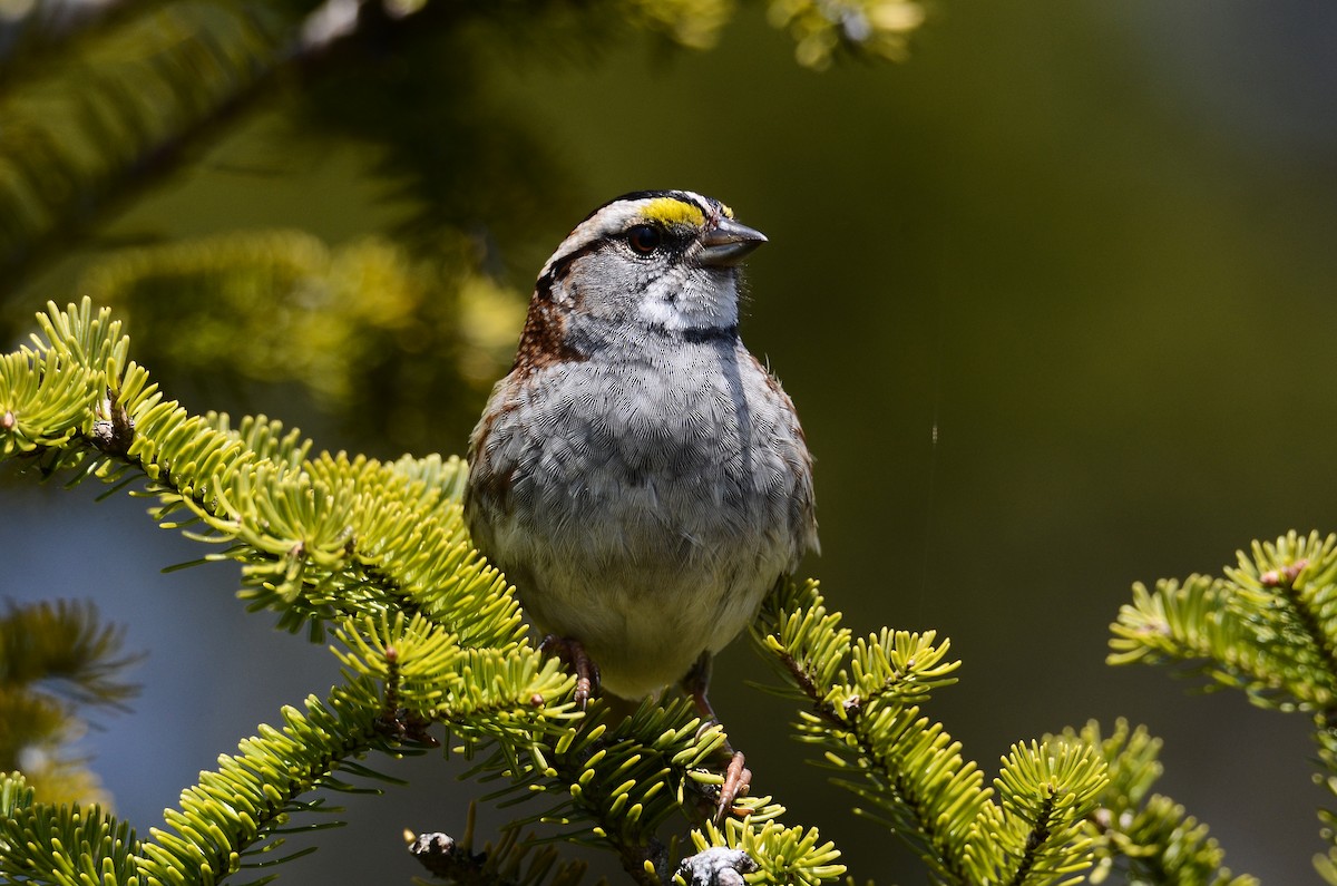 White-throated Sparrow - ML591199041
