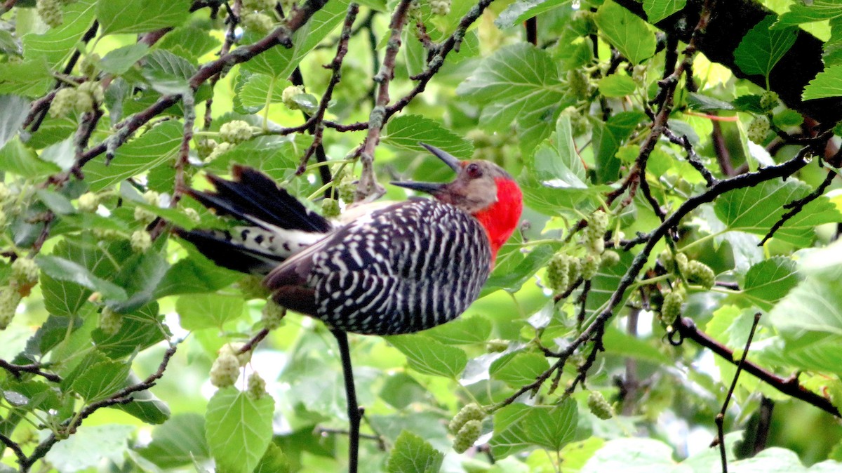 Red-bellied Woodpecker - ML591200531