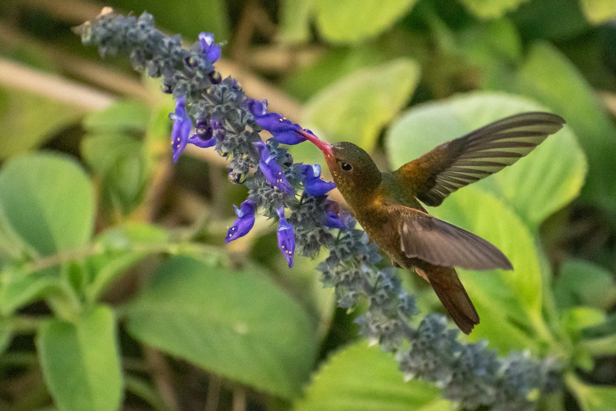 Gilded Hummingbird - Ezequiel Racker
