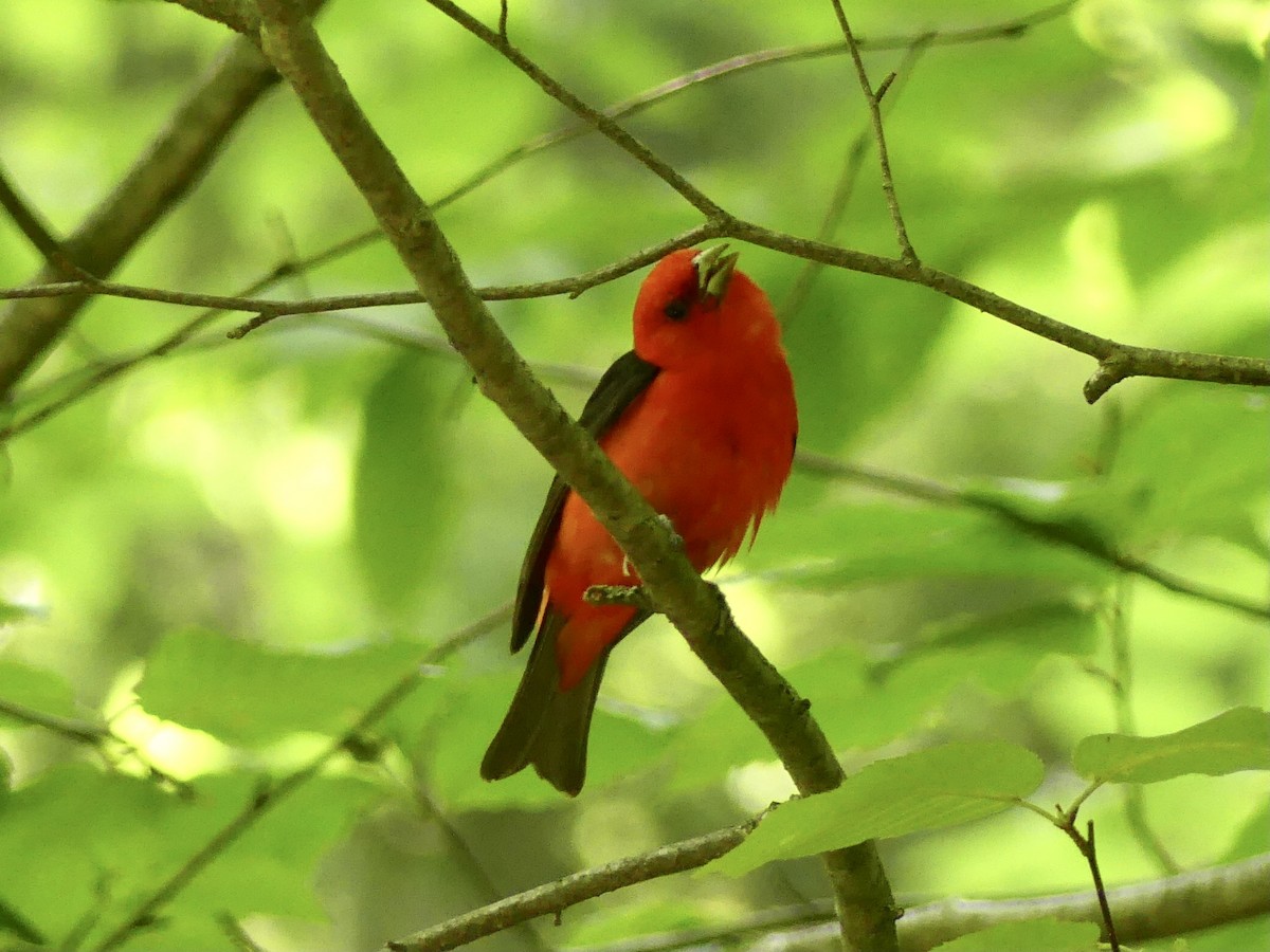 Scarlet Tanager - ML591201931